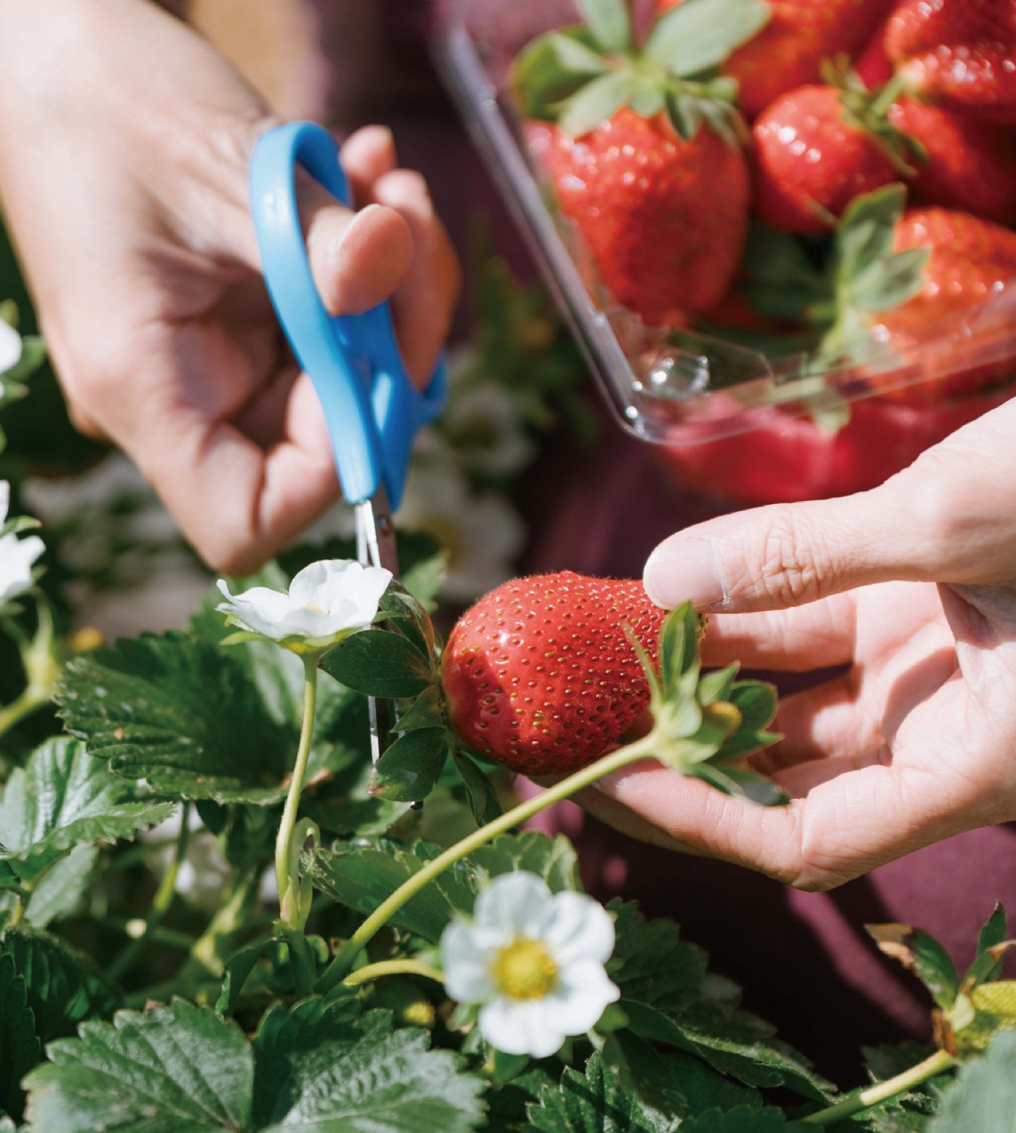 一起採草莓，新年甜甜過～